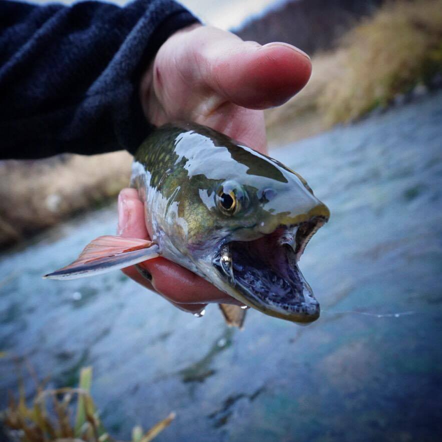 brookie4