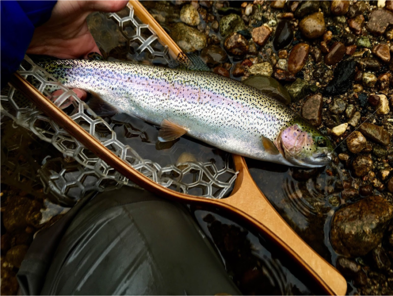 to Fly Fishing in the Okanagan The Bushwhackers Society