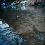 Late Season Physcosis