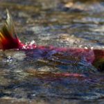 Whirling disease in the Bow River