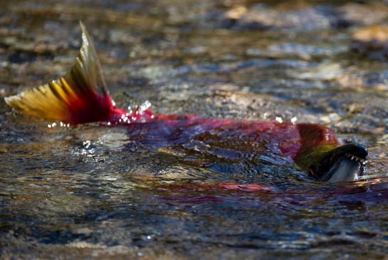 Whirling disease in the Bow River