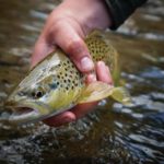 5 Tips for Alberta’s Spring Creeks