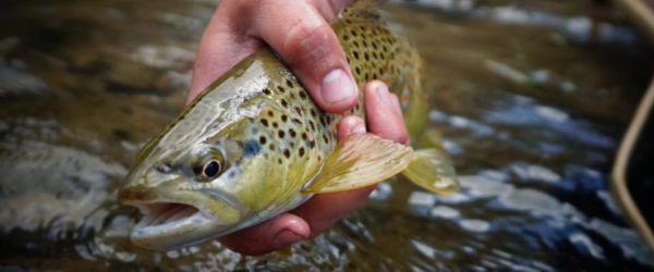 5 Tips for Alberta’s Spring Creeks