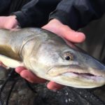 Pt I: About Bull Trout