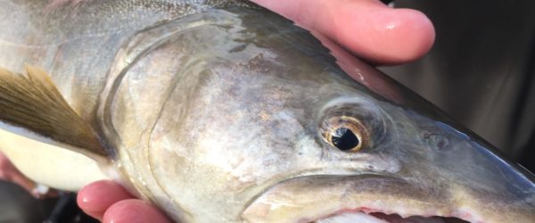 State of Alberta’s Trout: Bull trout (Salvelinus confluentus)