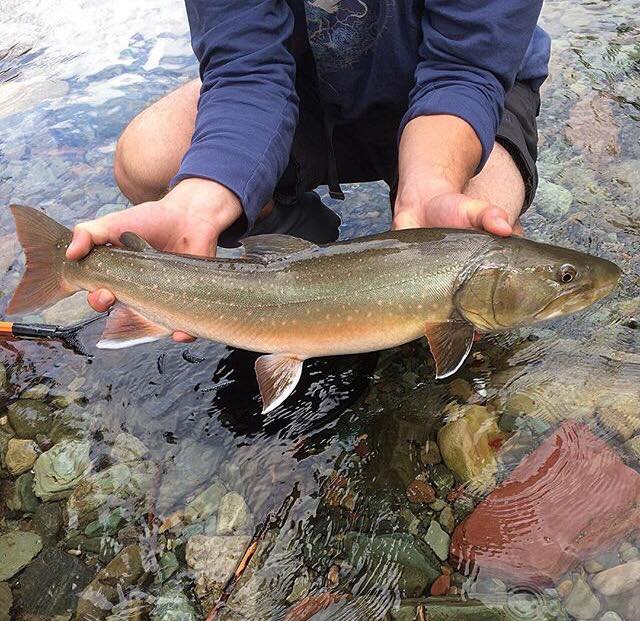 Bull Trout in Alberta  The Bushwhackers Society