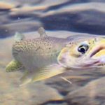 Trout Conservation in Alberta and BC