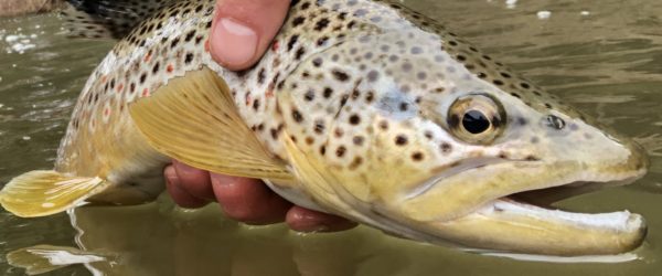 Fly-Fishing in the Selfie Era: A reminder about Proper Fish Handling