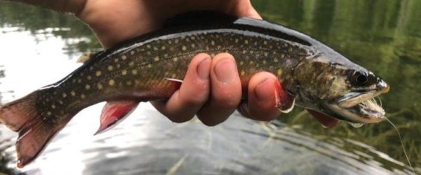 Invasive Fish Species- What are they, and why should we care?