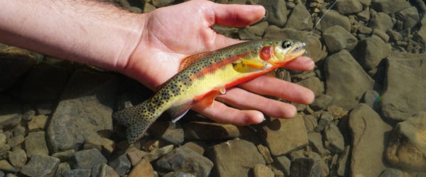 Rocky Mountain Gold