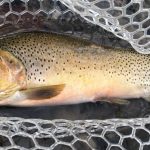 The Tickler: The Story of the Perfect Trout