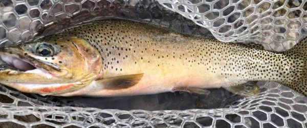 The Tickler: The Story of the Perfect Trout