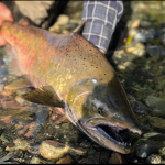 Salmon