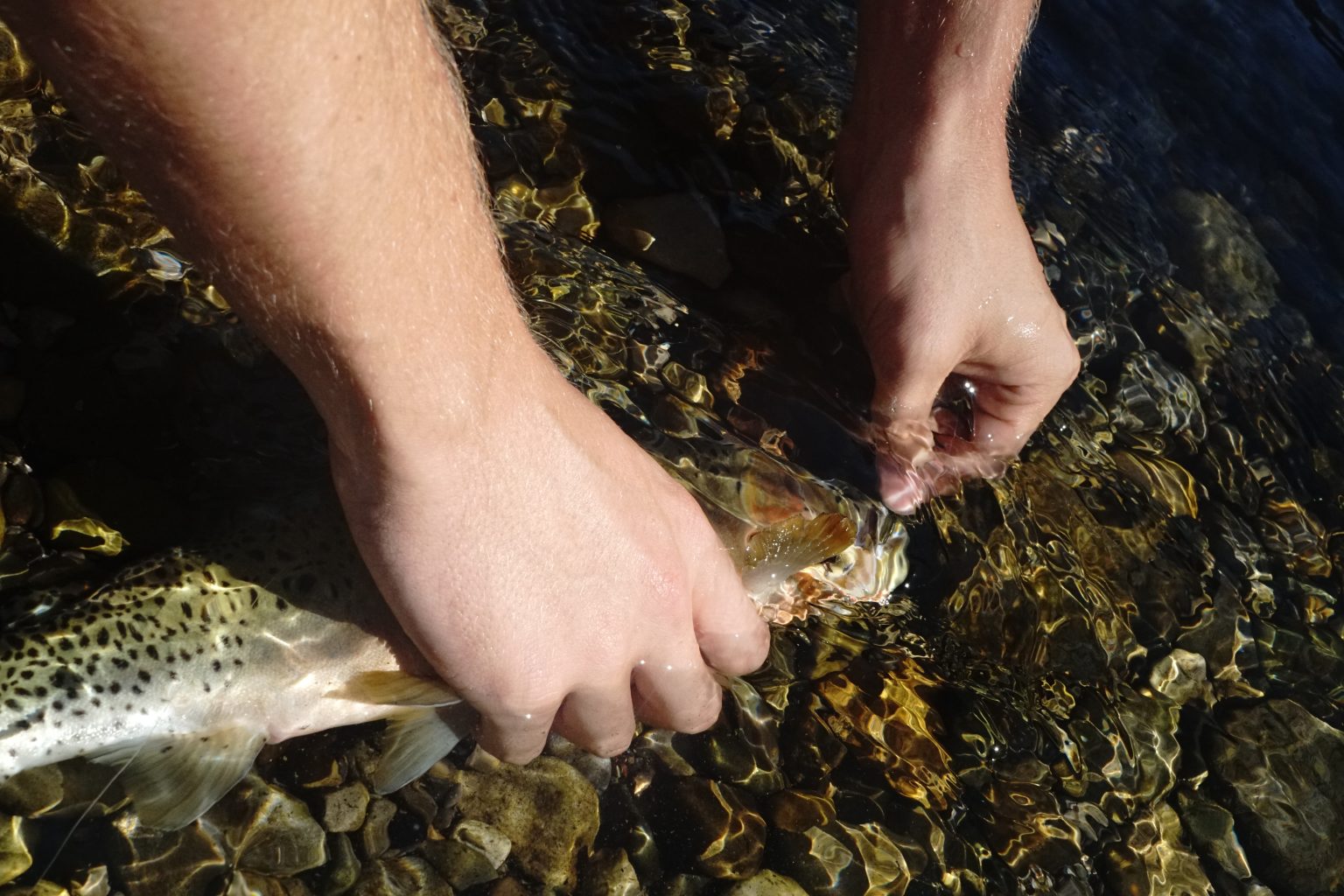 FlyFishing Ethics Is Catch and Release Cruel? The Bushwhackers Society