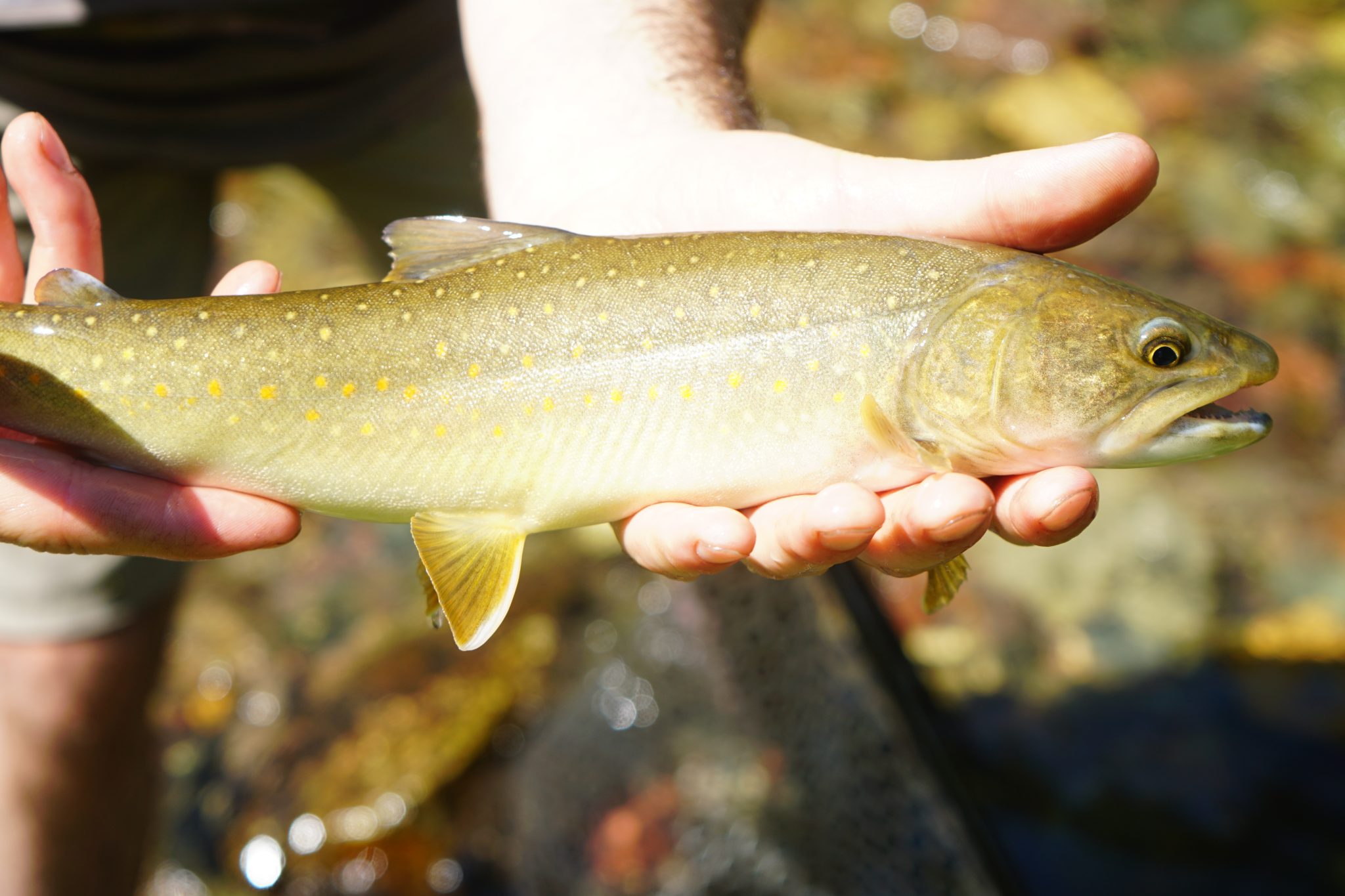 FlyFishing Ethics Is Catch and Release Cruel? The Bushwhackers Society