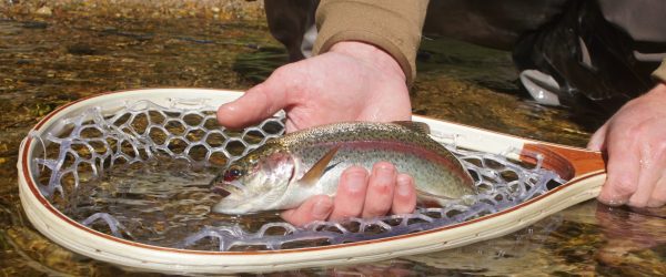 Fly-Fishing Ethics: Is Catch and Release Cruel?