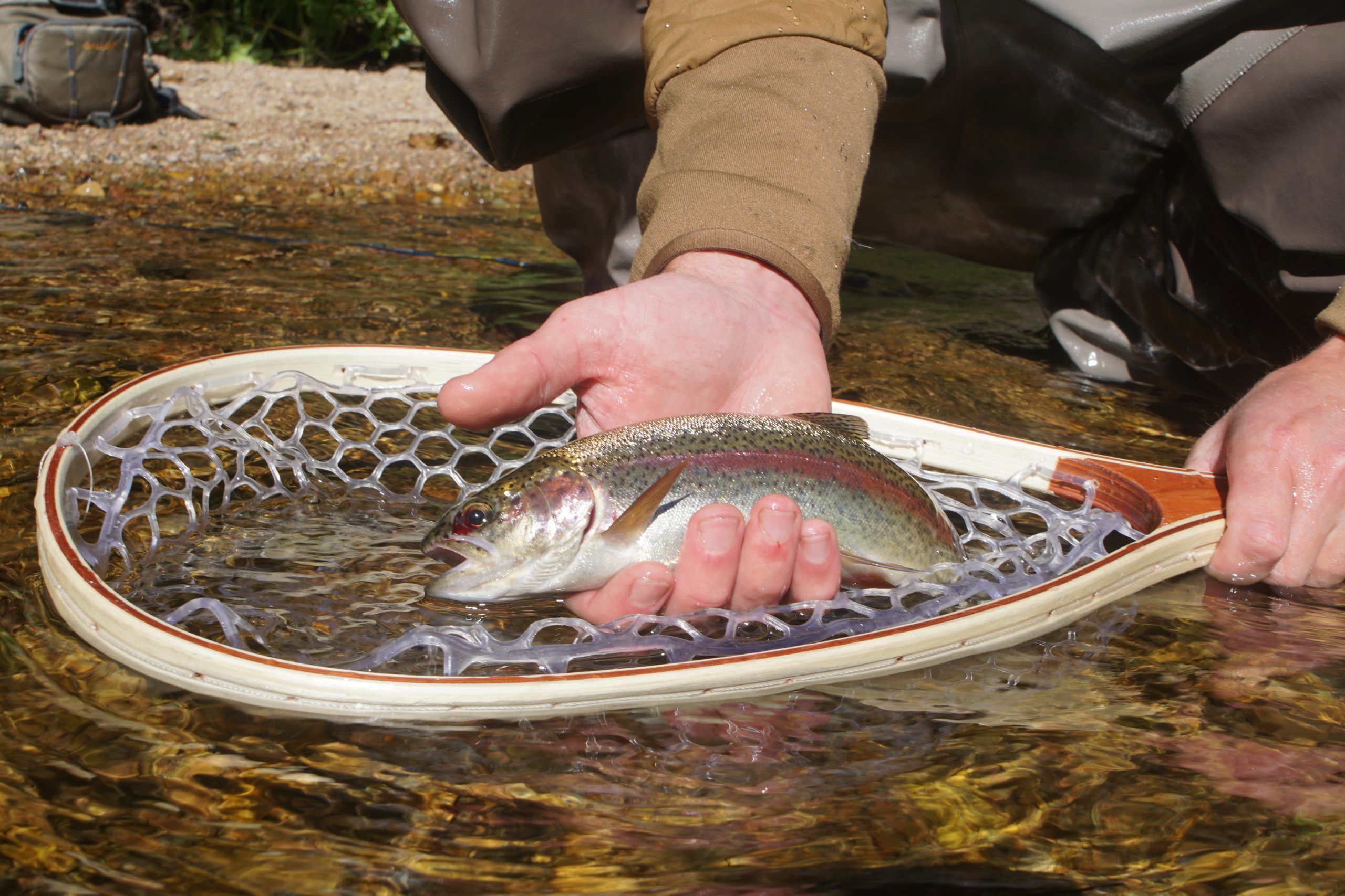 Fly-Fishing Ethics: Is Catch and Release Cruel?