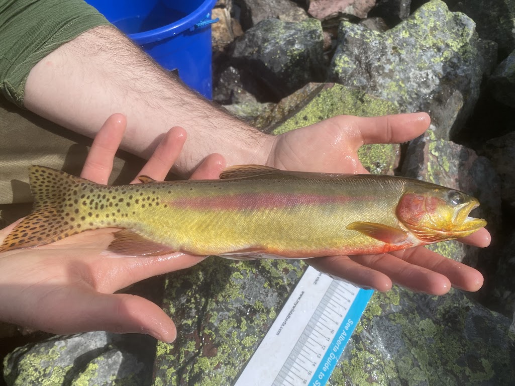 Sallys and Trout: An Ecological Conundrum