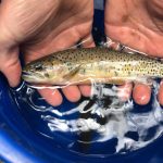 State of Alberta’s Trout: Westslope Cutthroat Trout