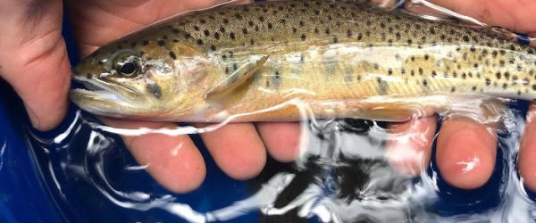 State of Alberta’s Trout: Westslope Cutthroat Trout
