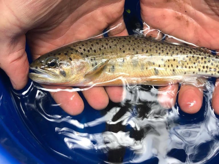 State of Alberta's Trout: Westslope Cutthroat Trout