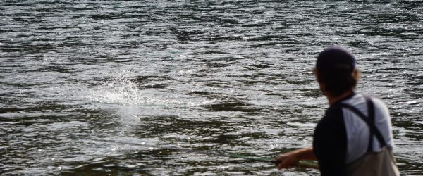 In Search of Steelhead: A Recap of Fall 2024