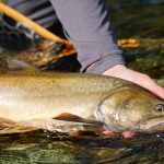 Trout by Name, Char by Nature: The Bull Trout Identity Crisis