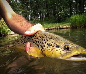 Big Browns in Central Alberta