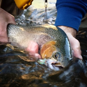 Tight lines!